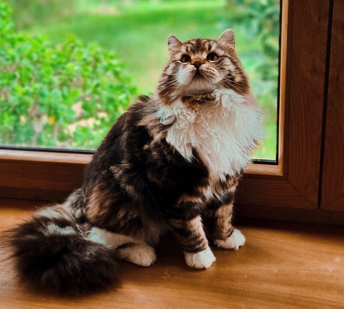 Gato siberiano sentado junto a la ventana