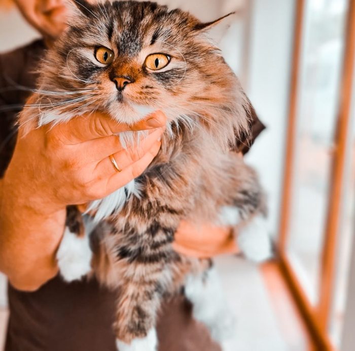 Gato siberiano en brazos de su dueño