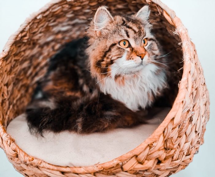 Gato siberiano tumbado en una cesta de mimbre